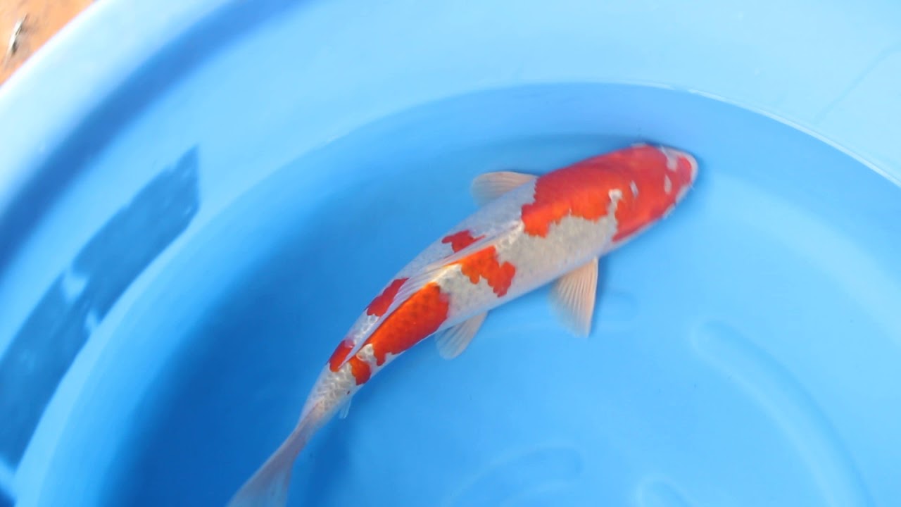 koi様 Shusui Koi for Sale | Scaleless Red-Patterned Blue Koi Fish