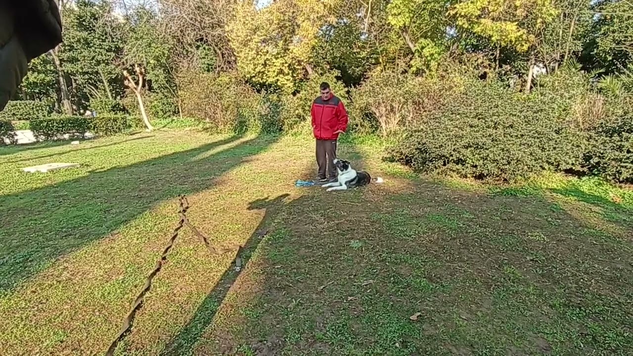 Ricky performing our routine exercises on basic obedience