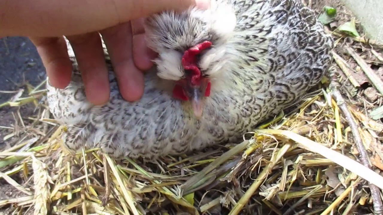 Ma poule couvent depuis 1 semaine YouTube