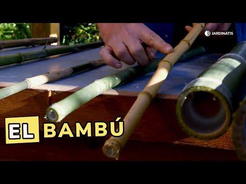 Bamboo: Varieties, Potting, and Harvesting // Jardinatis