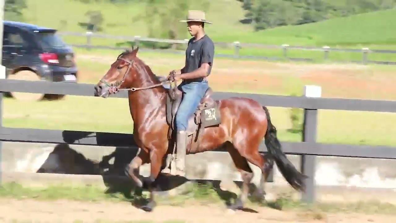 LOTE 30 GALANTE DE ALCATÉIA RFV2