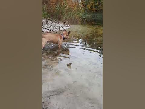 @ ВОДЯНИй БОБЕР# WATER BOBER - YouTube