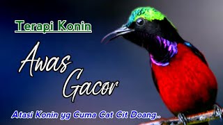 CAT CIT DOANG !! TERAPI KONIN MACET BUNYI DAN SUARA AIR CEPAT GACOR | hummingbird noise