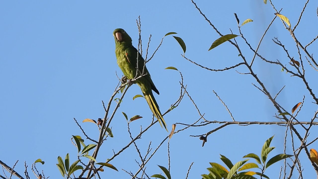 WHITE-EYED PARAKEET! PERIQUITÃO-MARACANÃ!!!