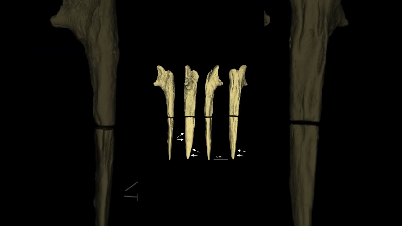 Деревянное сооружение Каламбо, которому не менее 470 000 лет,