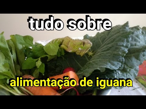 Vídeo: Como curar lábios rachados em cães