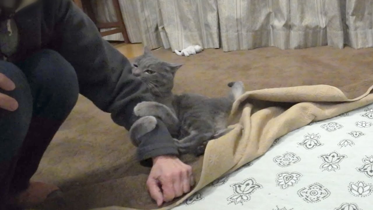 大好きなばーばから離れたくない甘えん坊猫