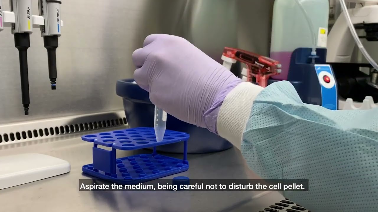 How to Cryopreserve Pluripotent Stem Cells (PSCs) for Long-Term Storage