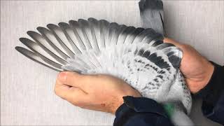 NL13 5305268
