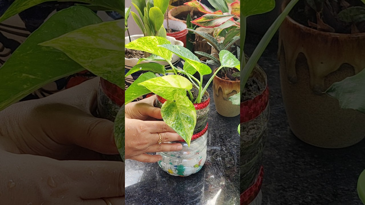 DIY self-watering planter using plastic bottle 