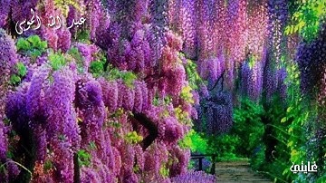 قرآن كريم بصوت القارئ عبد الله الموسى // اجمل حالات واتس اب دينية // تلاوة خاشعة