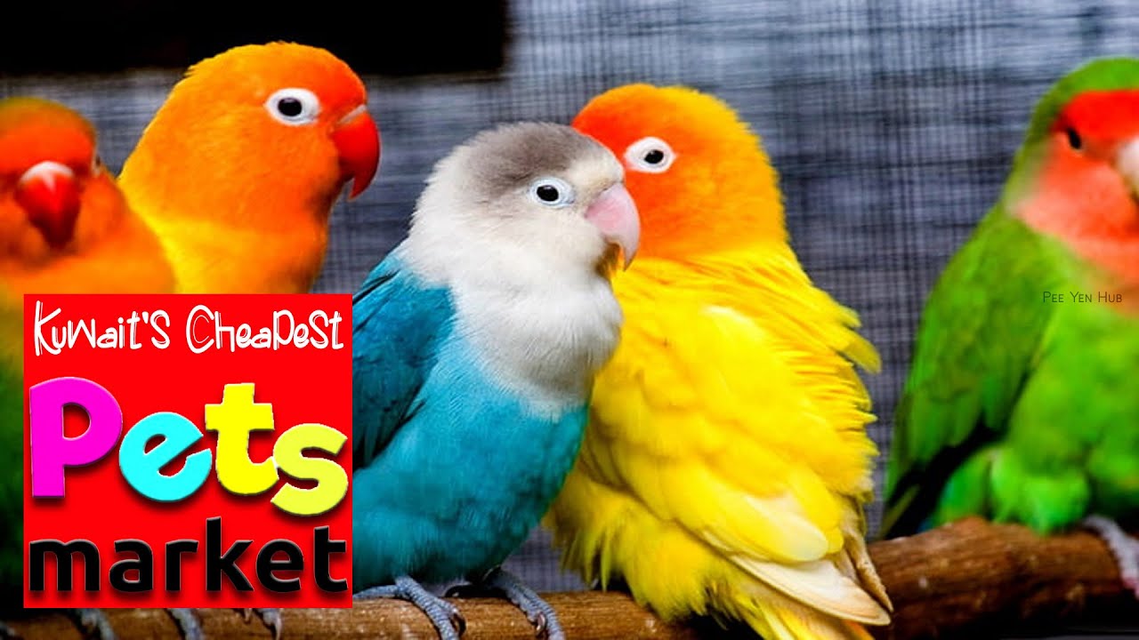 Pet Shop Pet Shop Visit PET SHOP IN KUWAIT YouTube