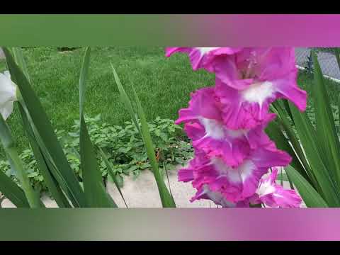 Video: Vim li cas kuv Irises tsis Blooming - Vim li cas Irises tsis Blooming zoo