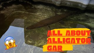 Alligator gar fish ,copper shorts reply #fish #petsvlog #fishvlogs