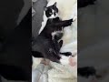 😻