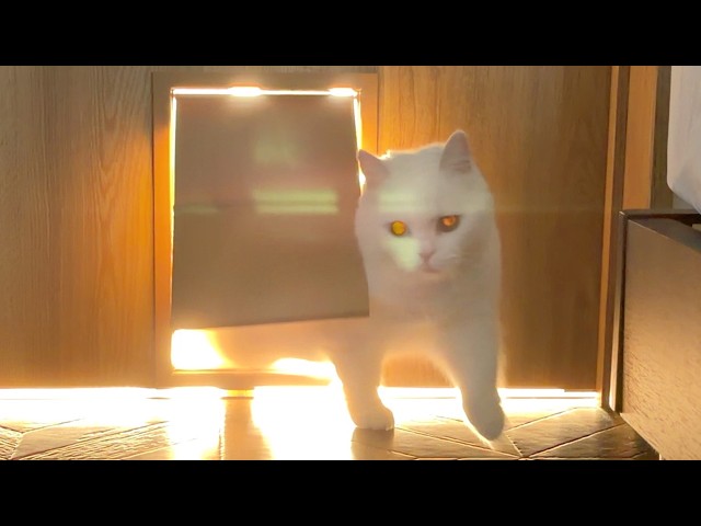 寝坊した飼い主を起こしに来る猫が可愛すぎた…