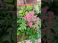 Spring Waltz  (Invention 405)
