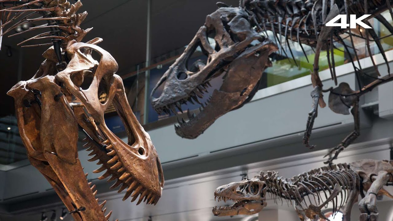 Natural History Museum Walking Tour · 4K HDR YouTube