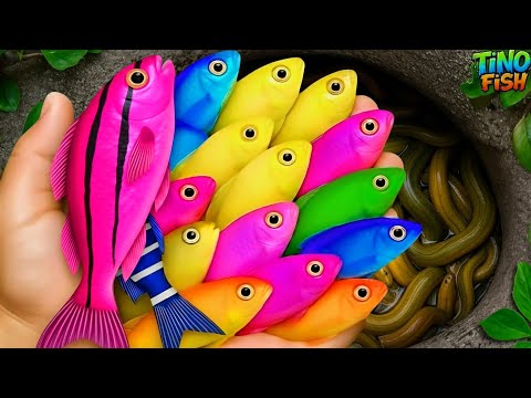 اصطد أسماك الزينة الجميلة في بركة صغيرة مثل سمك البلاتي والسلاحف الصغيرة والأسماك الذهبية وأس 