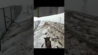 “Kashmiril Kuthira Savari 🐎 | POV from Ray-Ban Meta Glasses | Malayali Reaction 😂