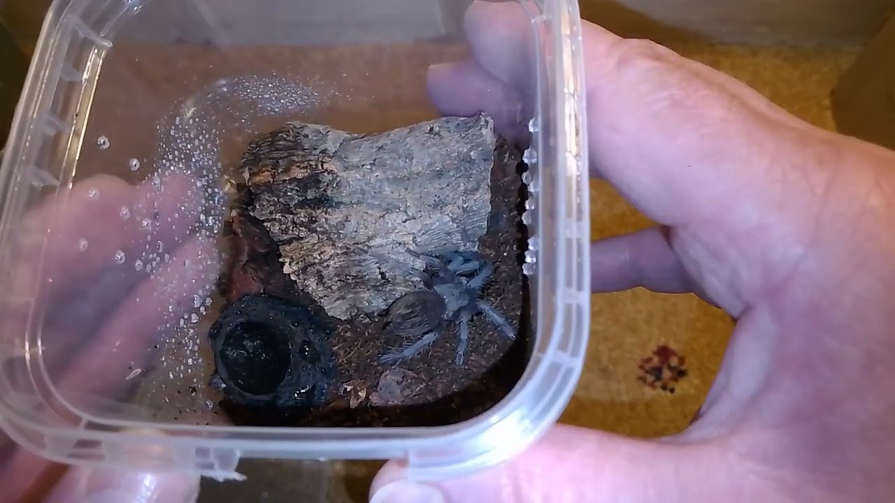 REHOUSING RARE TARANTULAS FROM ''SPA SPIDERS''😁