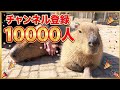 祝1万人🌸🎉 Relaxing with Cute Capybaras