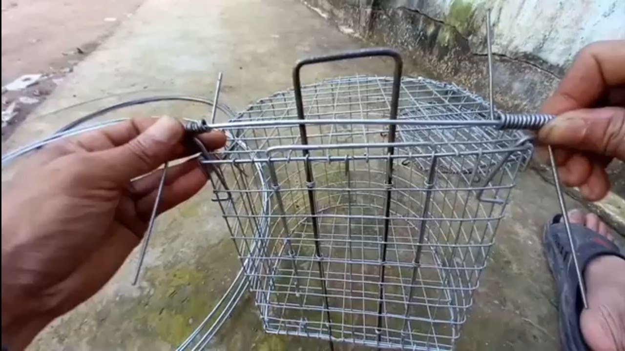 minh ngọc hướng dẫn làm lụp bẫy chim quốc 2 cánh đơn giản mà hiệu quả. 0786 952 072