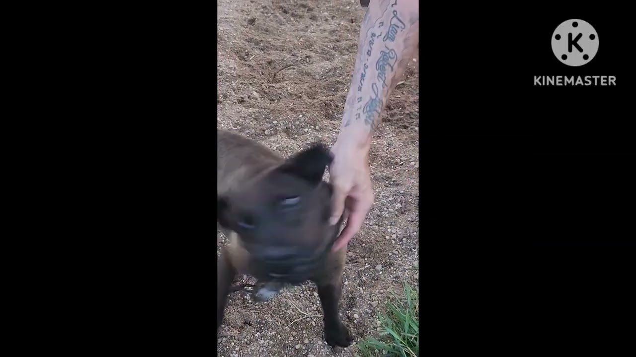 TPC Working Terrier Yard Tour 2025 