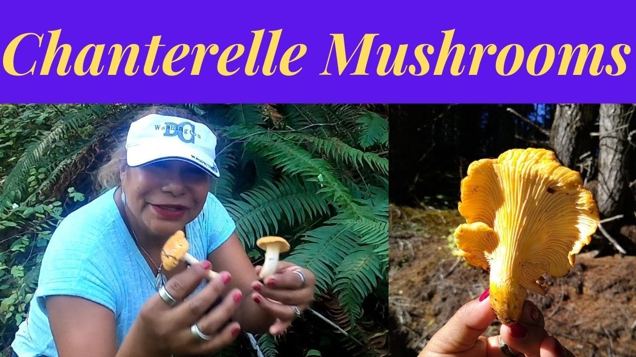 Collecting Chanterelle Mushrooms in Oregon YouTube