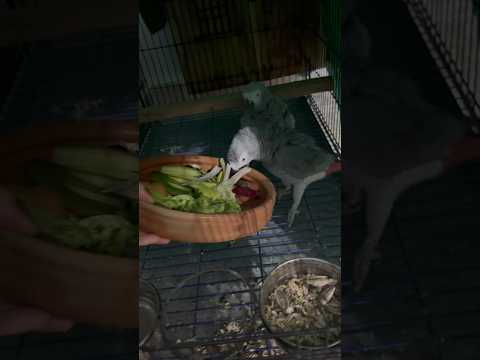 African grey Parrot Fight #lovebirds #africangrey #budgies #cockatiel #breedingpair #budgielove