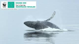 Whale Sounds Humpback Whale