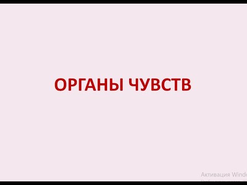 Лекция №1 по гистологии. Органы чувств. Орган обоняния.