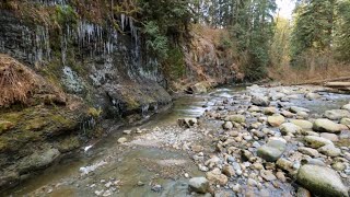 The Salmon run of Kanaka Creek, Maple Ridge, British Columbia, Canada
