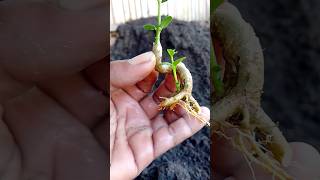 🤫🌱📝 This is a complete video about the initial process of making small Bonsai material
