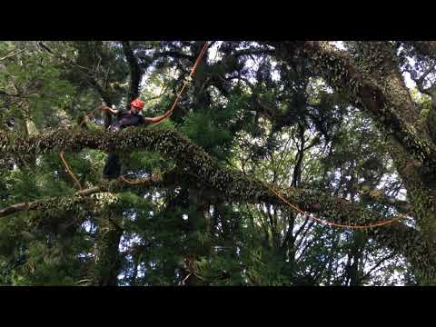 Freestyle TreeClimbing