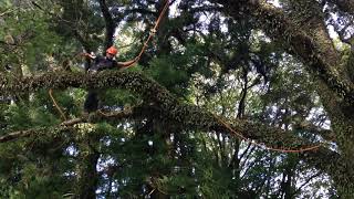 Freestyle TreeClimbing