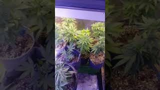 Veg and flower update
