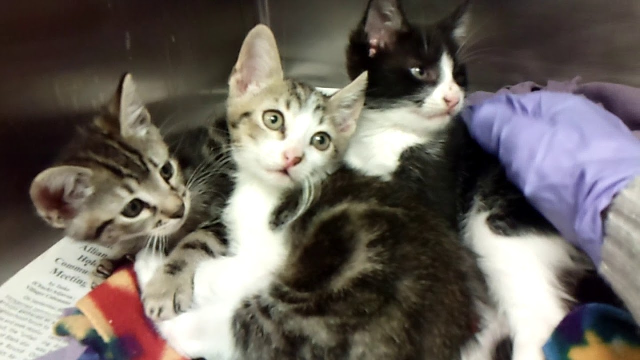 center for reproductive rights A782585, 87 and 88