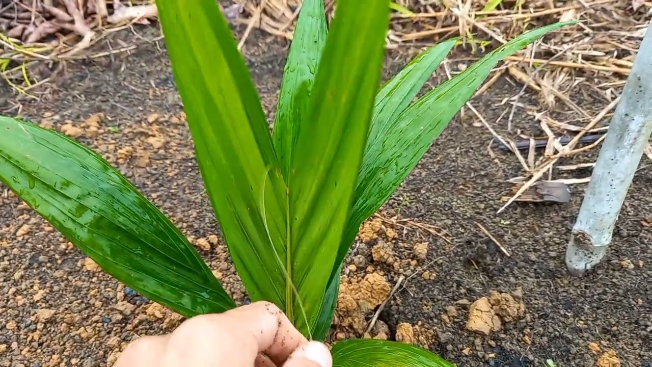 Cara Penanaman Kelapa Sawit di Usia 5 Bulan || Penanaman PPKS 540