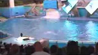 YouTube          La Orca Asesina