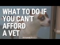 How to Find Cheaper or Free Vet Care