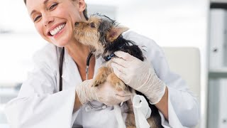 vets for pets consultation cost