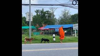 Street Dogs Happily Follow Buddhist Monk Along Busy Road In Peace Train Good Vibes Thailand