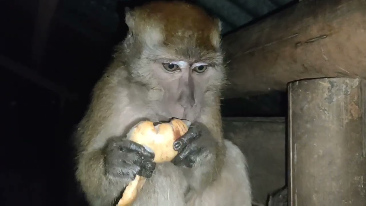 One Minute of a Baby Monkey’s Character Beats a Million Minutes