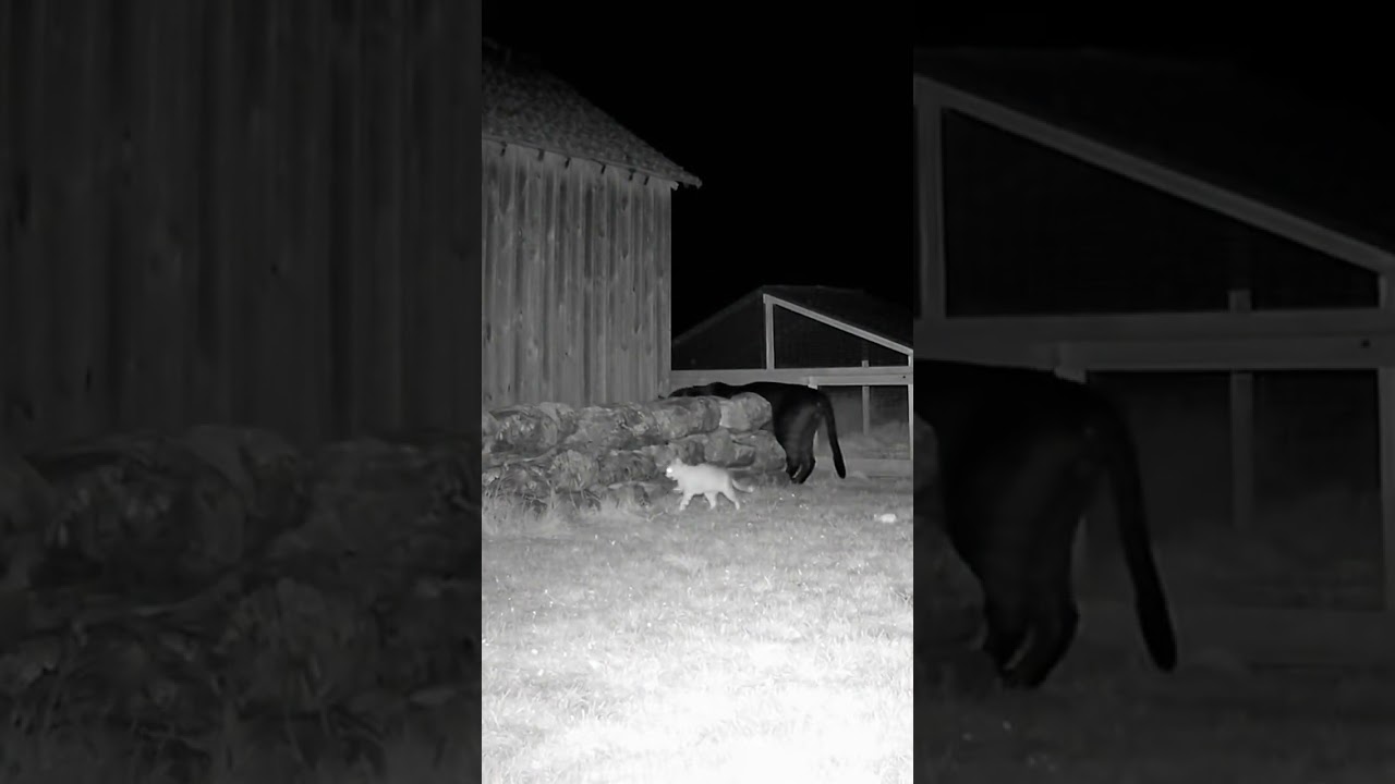Black Panther Breaks Into Farm Wall at Night… Injured Mother Cat Fights Back! 🐱🐆🌙