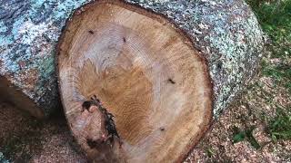 Carpenter Ant Treatment Cordele Georgia - What Are Capenter Ants