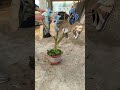 The wisdom of farmers. This method of drying shoes is really great!