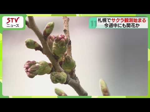 Cherry blossom specimen tree in Sapporo shows buds, 
