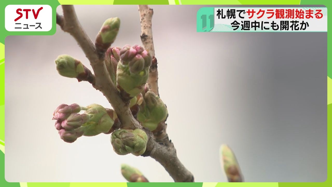Cherry blossom specimen tree in Sapporo shows buds, 