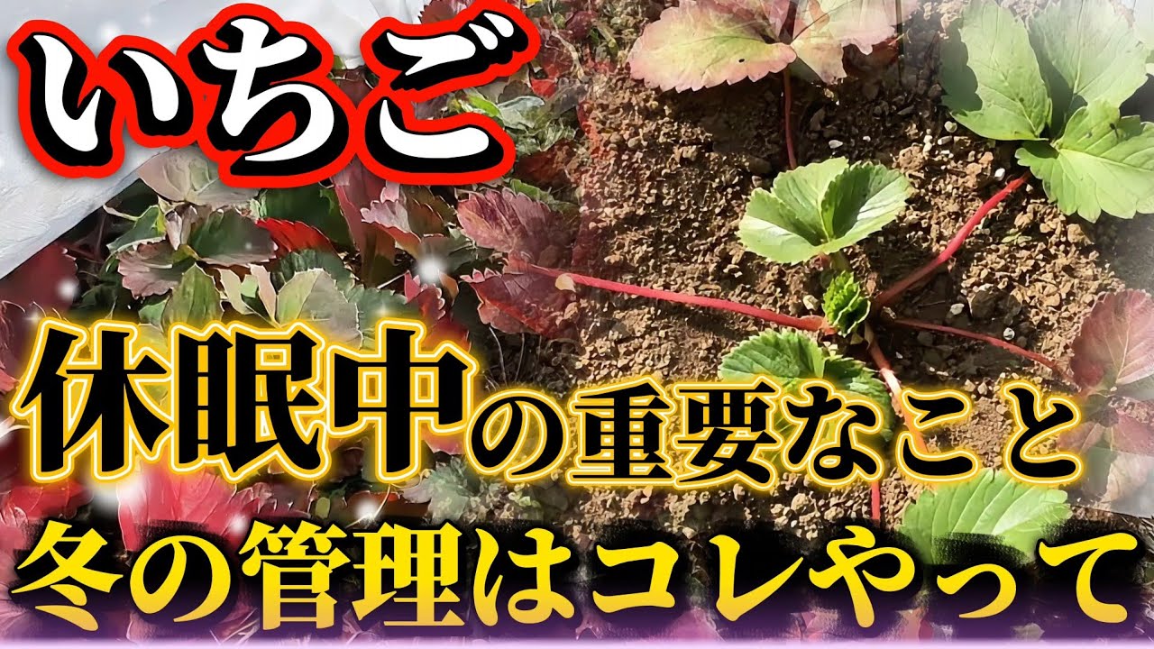 【いちご】休眠中にコレやると来春の成長が早くなります！！実は成長してる！？いちごの裏の話